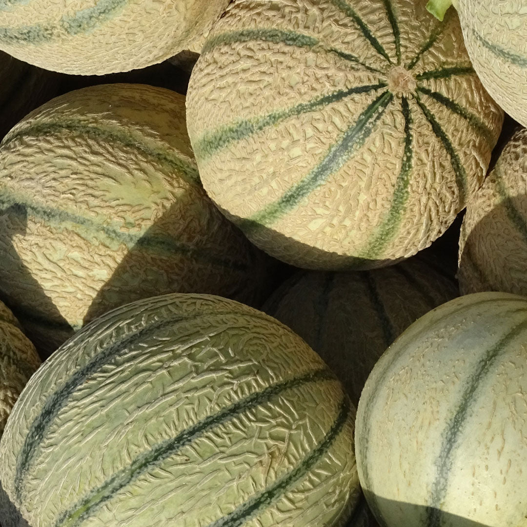 LOT DE 3 MELONS